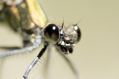 ODONATA (Libélulas y caballitos del diablo) de Aragón