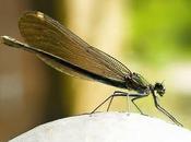 ODONATA (Libélulas caballitos diablo) Aragón