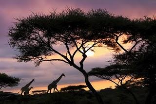 DIEZ PREGUNTAS SOBRE LA INTUICION