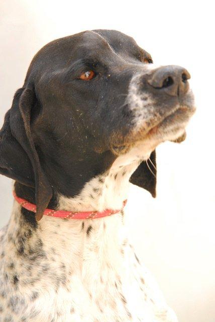 Luigy, está guapísimo y sigue en adopción