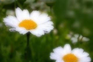 Flores  para la boda