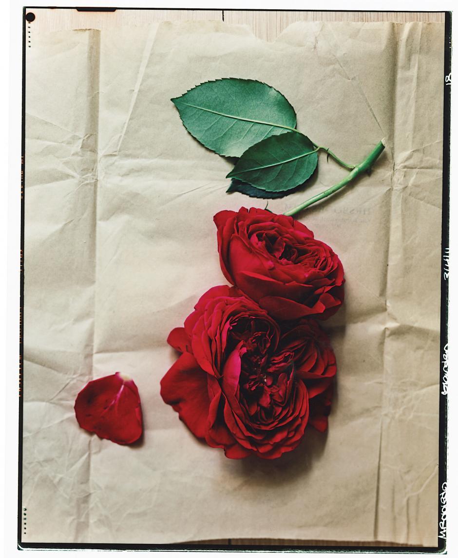 La belleza de las rosas más románticas - Paperblog