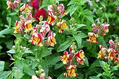 Antirrhinum majus