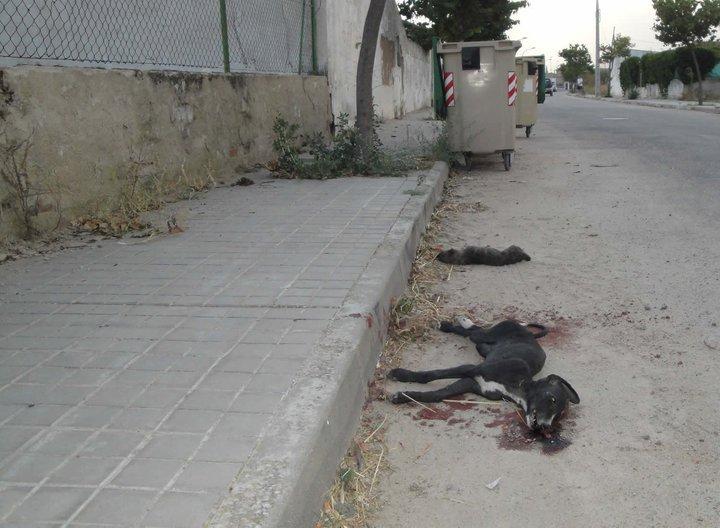 SANTA OLALLA: ¡¡¡ CACHORROS DE GALGO !!! LOS HAN MATADO A SANGRE FRÍA.Y LOS HAN DEJADO EN LA CALLE