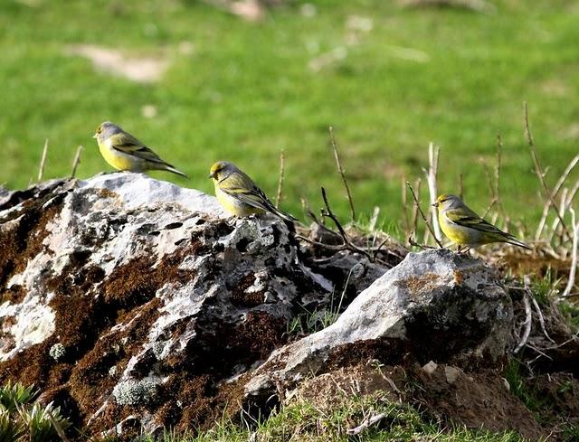 VERDERÓN SERRANO-CARDUELIS CITRINELLA