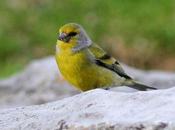 Verderón serrano-carduelis citrinella