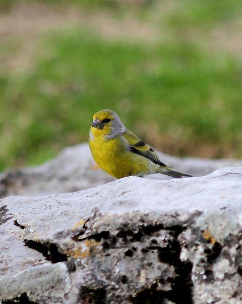 VERDERÓN SERRANO-CARDUELIS CITRINELLA