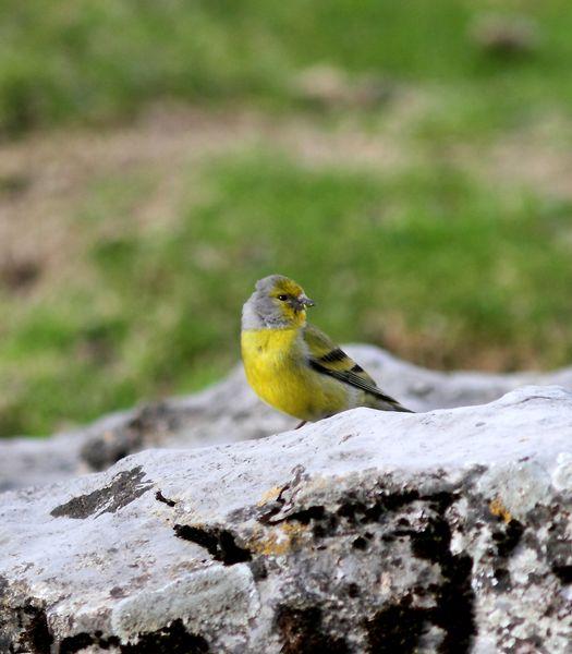 VERDERÓN SERRANO-CARDUELIS CITRINELLA