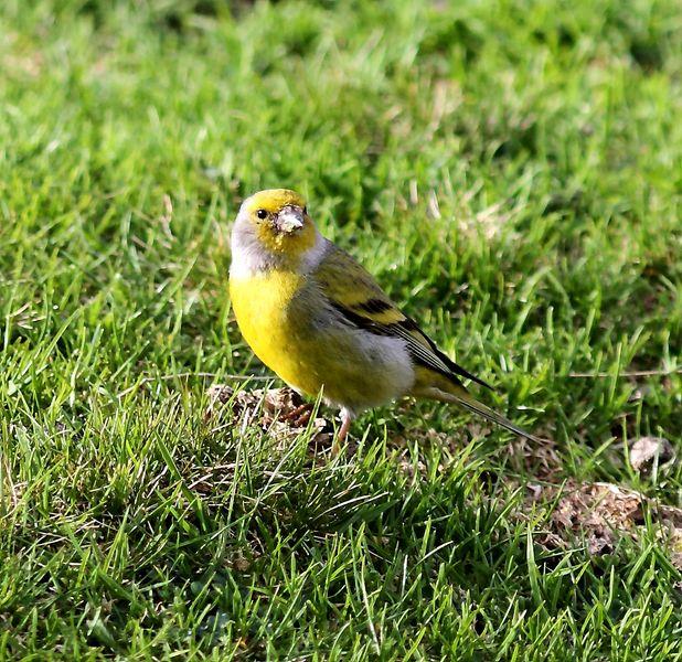 VERDERÓN SERRANO-CARDUELIS CITRINELLA