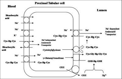 entrada del complejo de glutation en la célula