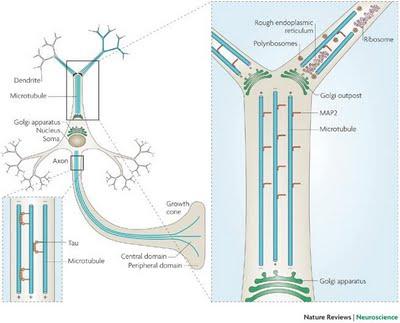 estructuras neuronales axones microtúbulos