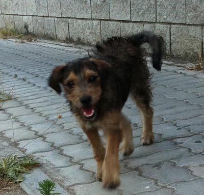 Gary, cachorrito en la calle - Arca Noé Córdoba.