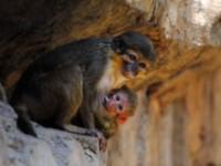 Nace una cría de talapoín en el zoo Bioparc de Fuengirola