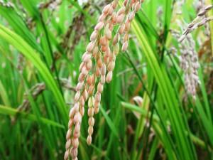 El turbo-arroz que viene