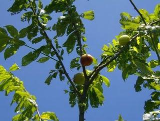 La ciruela roja, otra fruta más