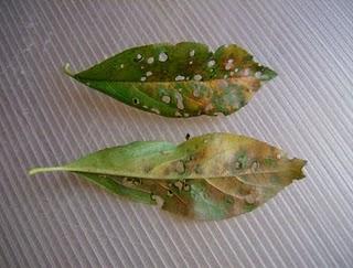 La ciruela roja, otra fruta más