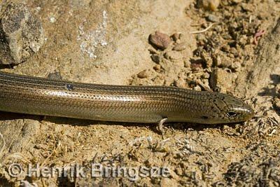 El lagarto sin patas