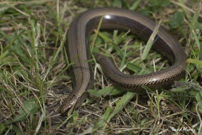 El lagarto sin patas