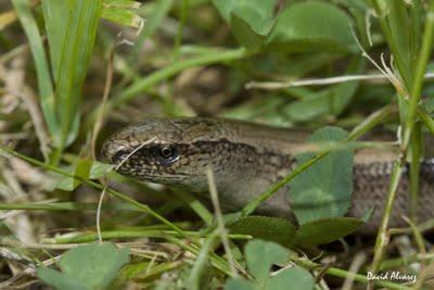 El lagarto sin patas