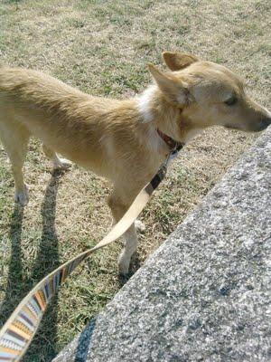 Podi, podenco en la perrera de Poio, ADOPCIÓN URGENTE!! LO MATAN....