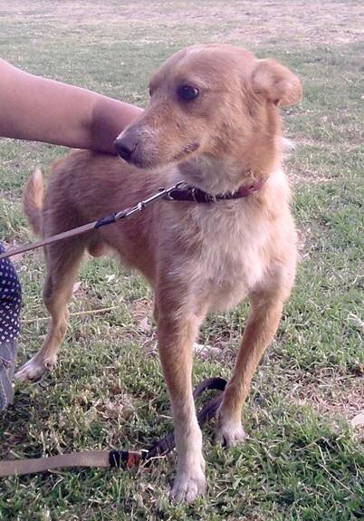 Podi, podenco en la perrera de Poio, ADOPCIÓN URGENTE!! LO MATAN....