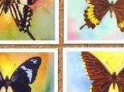'Las mariposas pinto'