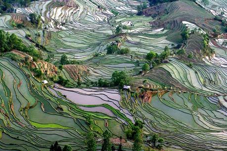 Jialiang Gao – Campos de arroz