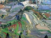 Jialiang Campos arroz