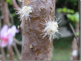 El Árbol Uva o Jabuticaba