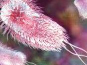 investigan semillas España pueden causa brotes Ecoli