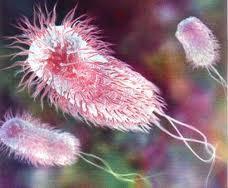 Se investigan semillas en España que pueden ser causa de brotes de Ecoli