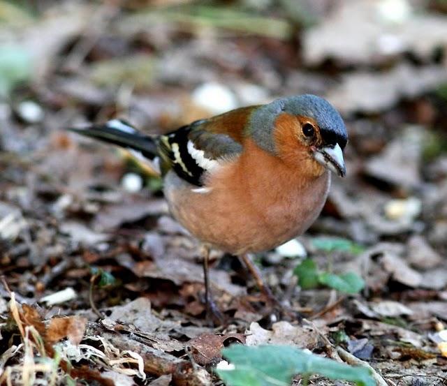 EL BOSQUE SIEMPRE DA MAS,SOLO RESPETALO.