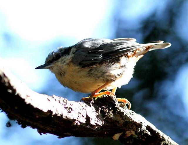 EL BOSQUE SIEMPRE DA MAS,SOLO RESPETALO.