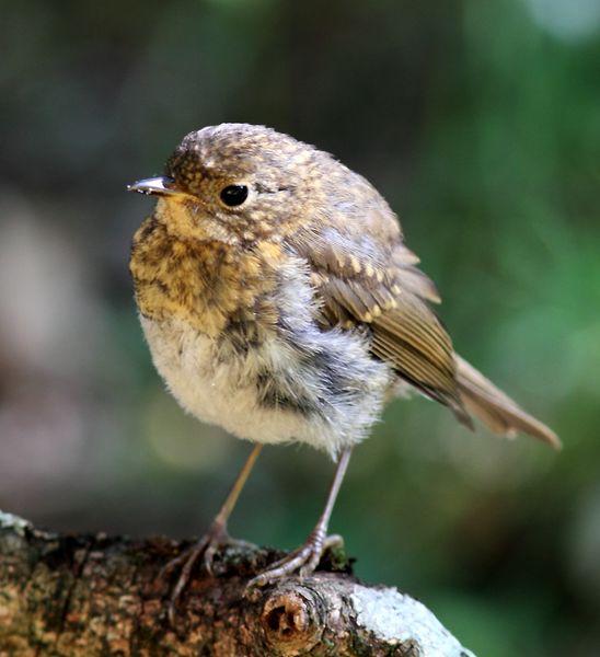 EL BOSQUE SIEMPRE DA MAS,SOLO RESPETALO.