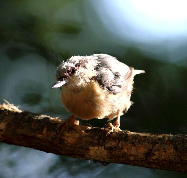 EL BOSQUE SIEMPRE DA MAS,SOLO RESPETALO.