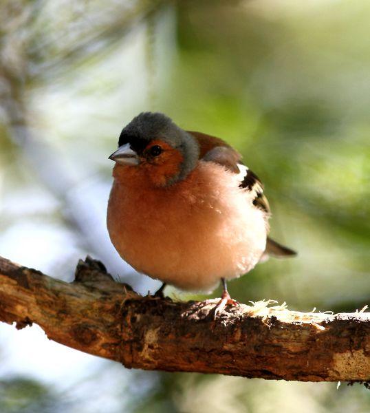 EL BOSQUE SIEMPRE DA MAS,SOLO RESPETALO.