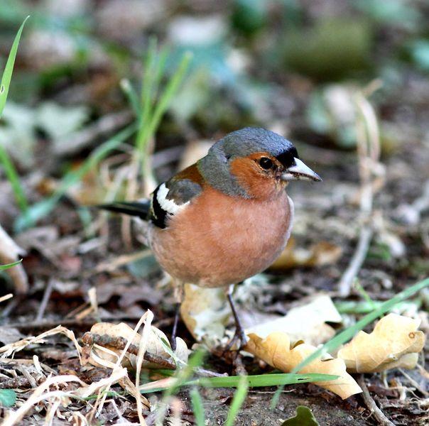 EL BOSQUE SIEMPRE DA MAS,SOLO RESPETALO.
