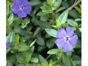Vincapervinca (Vinca minor)