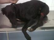 SEVILLA grito auxilio para ellos, urgente.