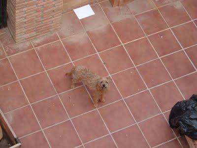 Perrita peluchina joven atrapada en una casa. Acogida o adopción. (Granada)