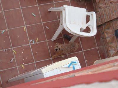 Perrita peluchina joven atrapada en una casa. Acogida o adopción. (Granada)