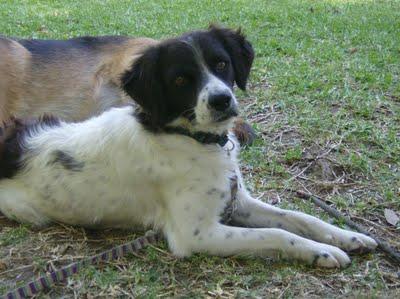 SALVADO DE LA AUTOPISTA, NECESITA ACOGIDA URGENTE.