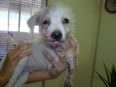 Cachorrito con la mandíbula rota, abandonado en la puerta de un veterinario (Murcia)