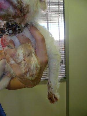 Cachorrito con la mandíbula rota, abandonado en la puerta de un veterinario (Murcia)