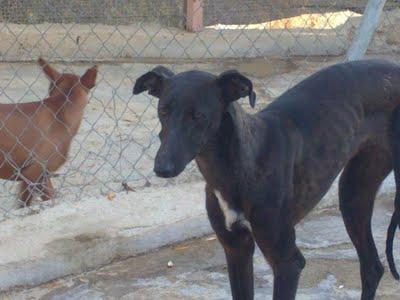 Granada, galga robada de la protectora Arconatura Linares.