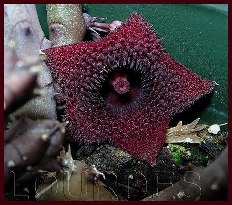 Huernia pendurata