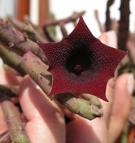 Huernia pendurata