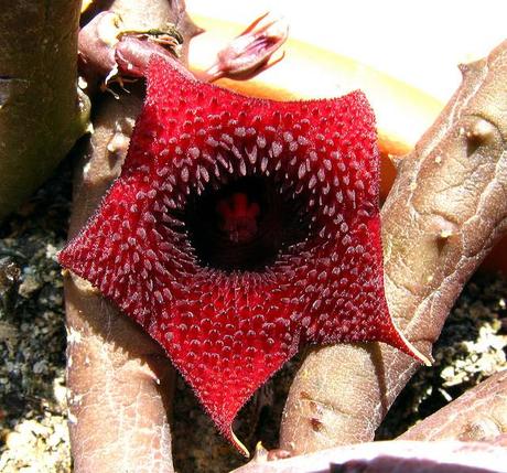 Huernia pendurata