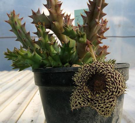 Huernia pendurata