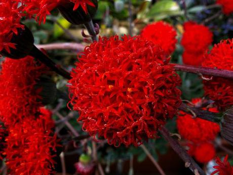 Kleinia fulgens syn Senecio fulgens